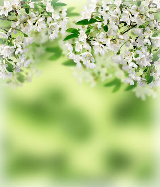 istock The branches of the cherry blossoms on natural blurred background. 662015938