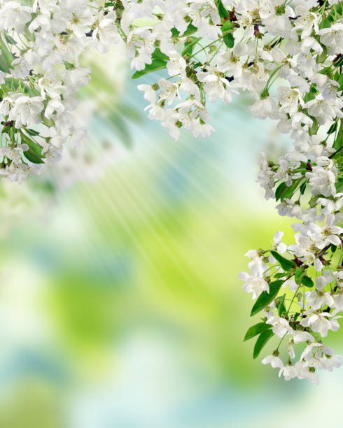 istock Branches of flowering cherry closeup. 662015940