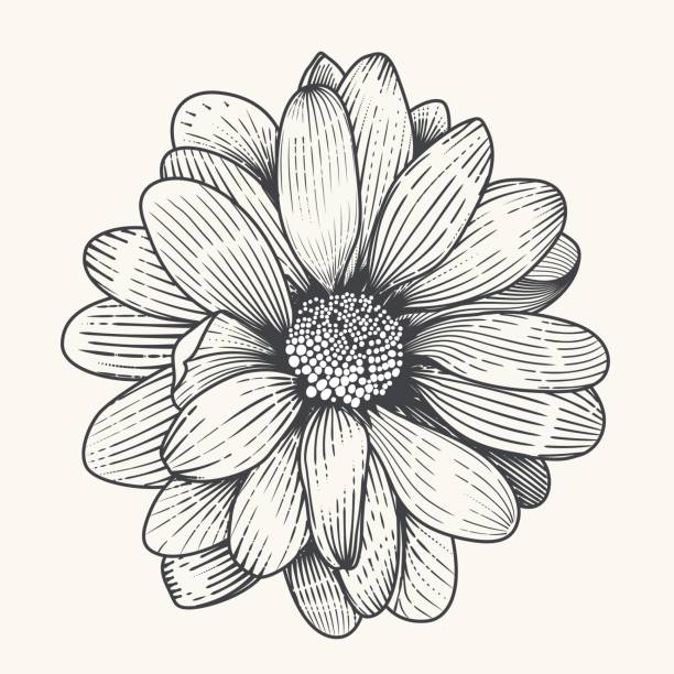 Daisy Vector illustration od daisy organized with layers and global colors. line art flowers stock illustrations