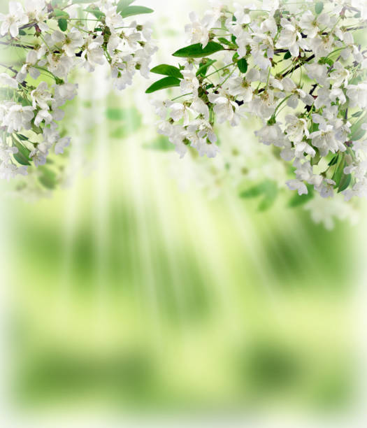 istock cherry blossoms in the sunlight. blooming cherry 662020644