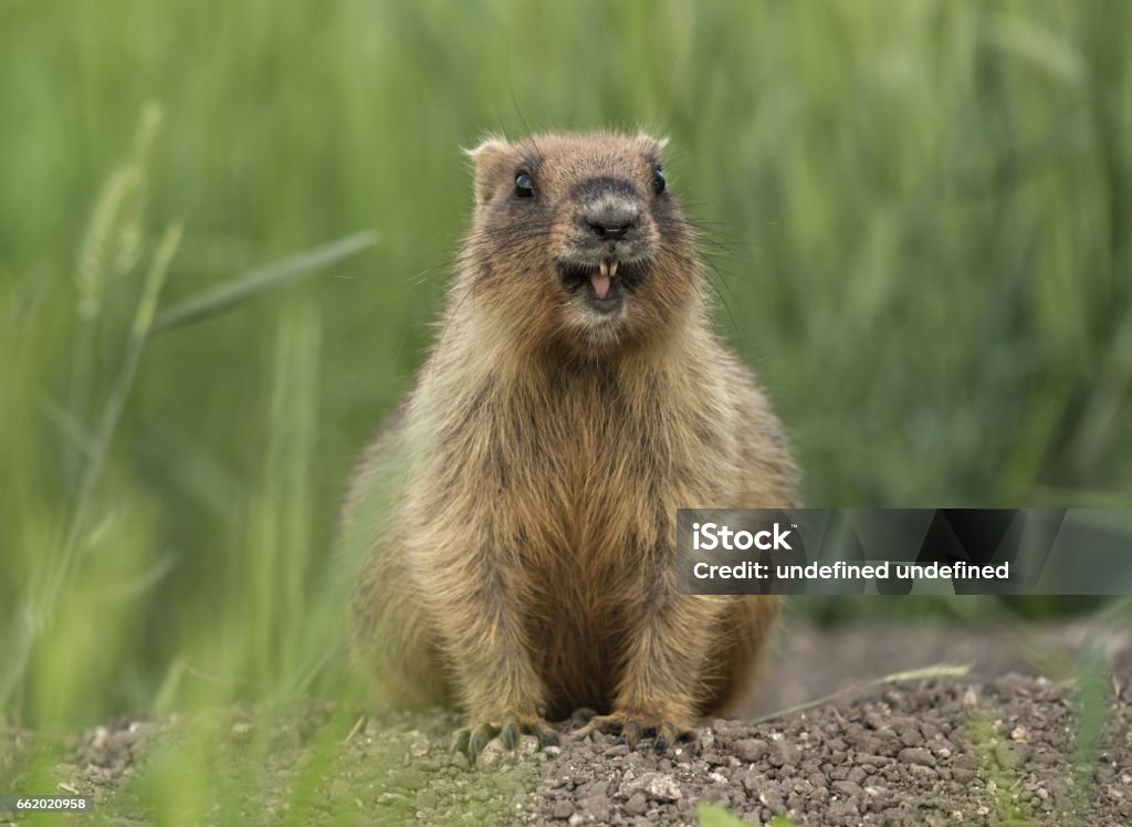 Roedor de día de la Marmota marmota gopher mamífero - Foto de stock de Marmota canadiense libre de derechos