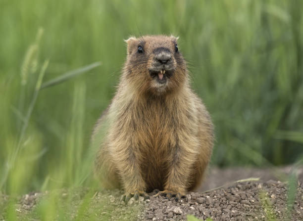 istock Groundhog day marmot gopher mammal rodent 662020958