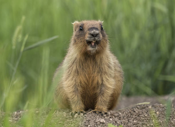 świsty dzień świsty gopher ssak gryzonie - groundhog day zdjęcia i obrazy z banku zdjęć