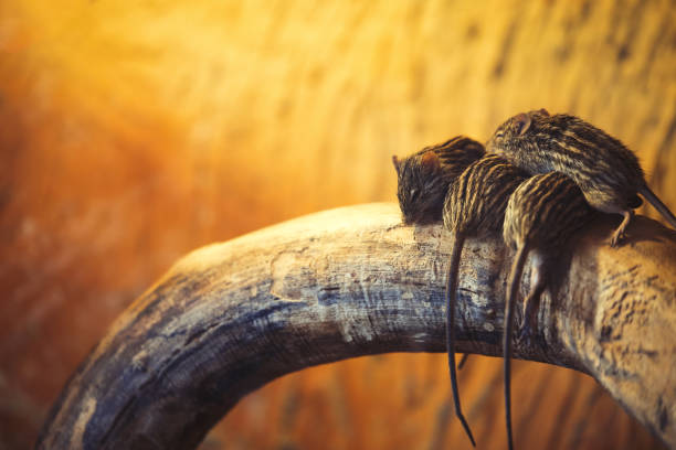 Funny lazy zebra  mice sleeping and resting together