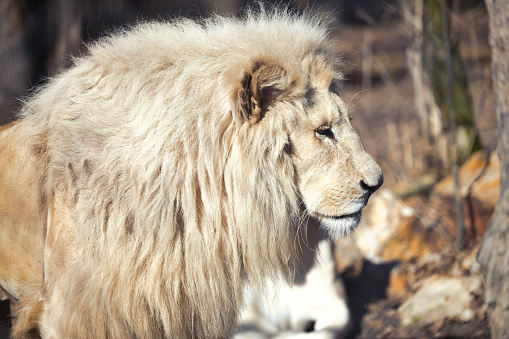Beautiful Rare White Lion In Wild Life King Of Animals Stock Photo -  Download Image Now - iStock
