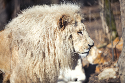 Beautiful Rare White Lion In Wild Life King Of Animals Stock Photo - Download Image Now - iStock Beautiful Rare White Lion In Wild Life King Of Animals Stock Photo - Download Image Now - iStock
