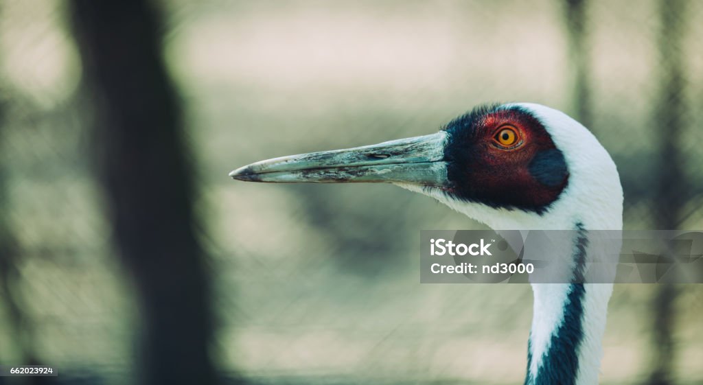 Portrait of a beautiful white neck crane in nature Animal Stock Photo