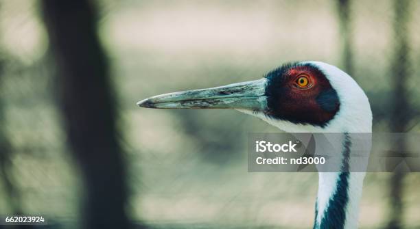 Portrait Of A Beautiful White Neck Crane In Nature Stock Photo - Download Image Now - Animal, Animal Body Part, Animal Head