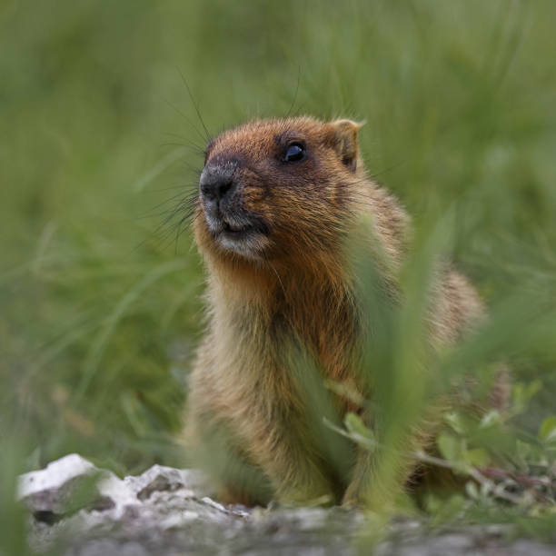 istock Groundhog day marmot gopher mammal rodent 662041120