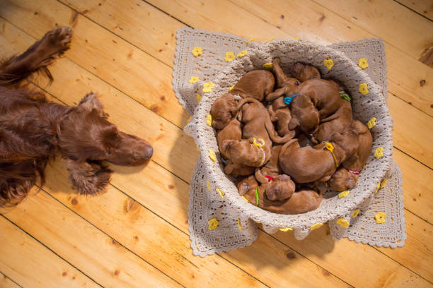 Cute puppies sleeping in basket One week old Irish setter puppies sleeping in a basket. Mother of the puppies is watching them. newborn animal stock pictures, royalty-free photos & images