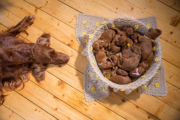 istock Cute puppies sleeping in basket 662043840