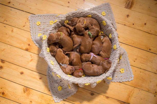 istock Cute puppies sleeping in basket 662043844