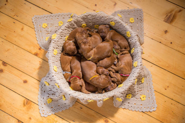 istock Cute puppies sleeping in basket 662043886