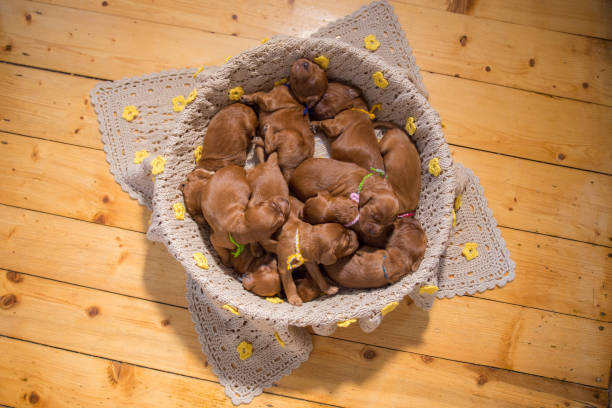 istock Cute puppies sleeping in basket 662044004