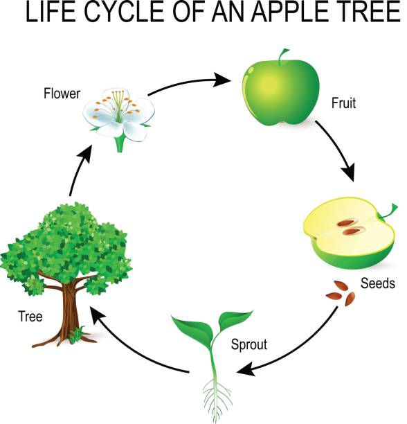 cyklu życia jabłoni. - flower anatomy stock illustrations