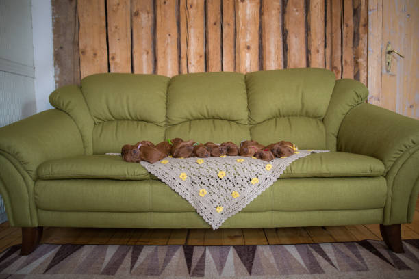 istock Cute puppies sleeping 662049060