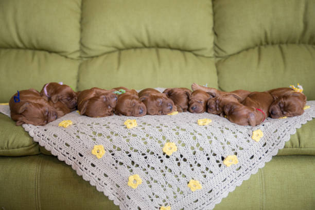 Group Irish Setter puppies on the sofa Group Irish Setter puppies on the couch. Puppies are one week old. irish setter puppy stock pictures, royalty-free photos & images