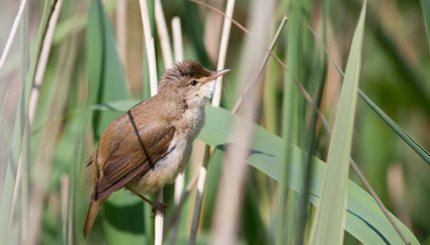Reed warbler Reed warbler close-up taken on Canon 7D with 300mm prime lens. marsh warbler stock pictures, royalty-free photos & images