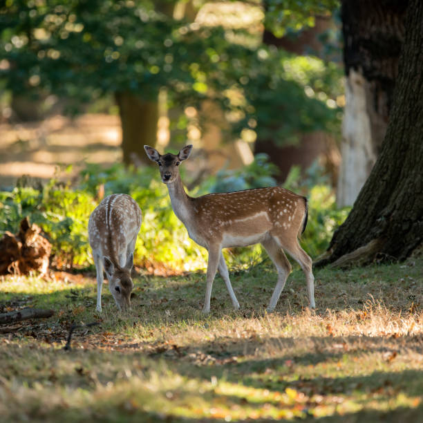 istock Young hind doe red deer in Autumn Fall forest image 662050602
