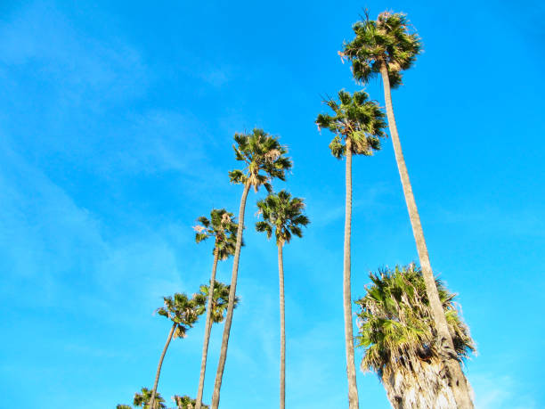 tropicais palms com um fabuloso céu azul - southern california palm tree beverly hills california california - fotografias e filmes do acervo