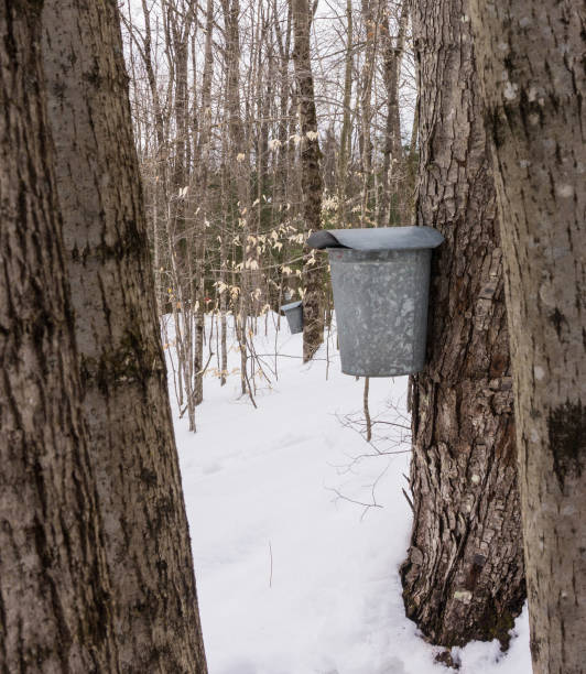 istock sap buckets in woods 662052138
