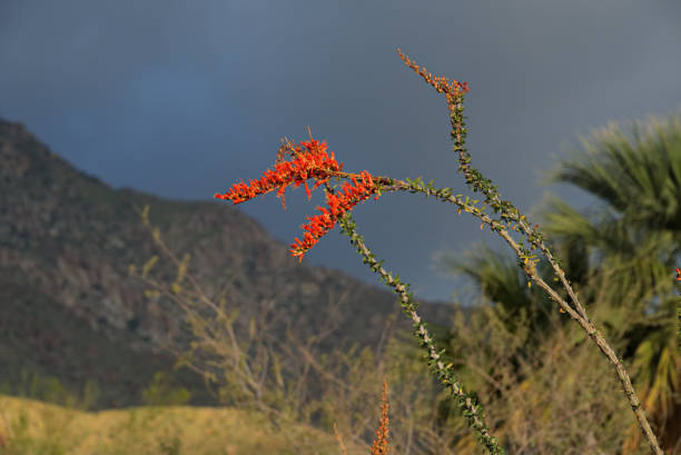 istock Ocotillo in the Anza-Borrego Desert B 662054868