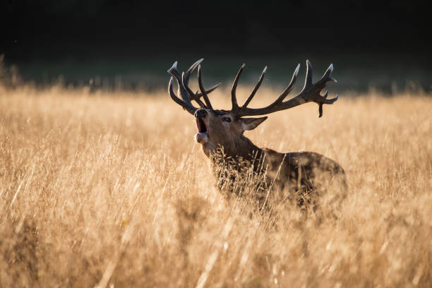 istock Majestic red deer stag cervus elaphus in open grass field 662060264