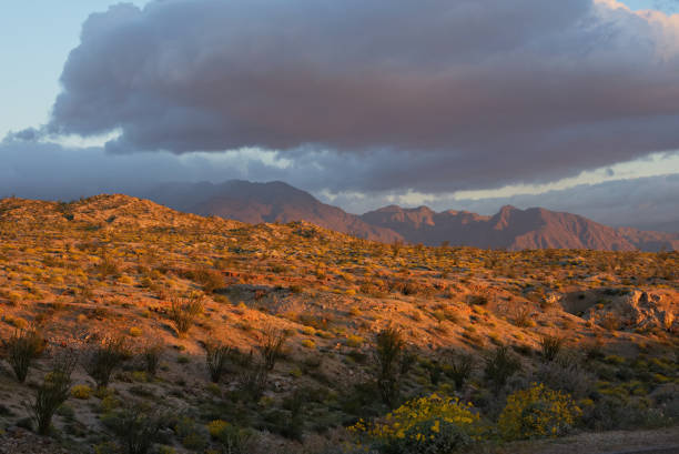 istock Anza-Borrego Desert at Sunrise 662061994