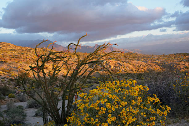 istock Anza-Borrego Desert at Sunrise B 662062590