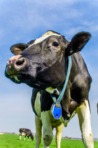 Dutch cows on a green field