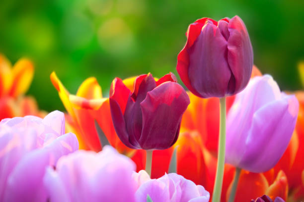 istock Tulips of multi-colored flowers in spring 662088924