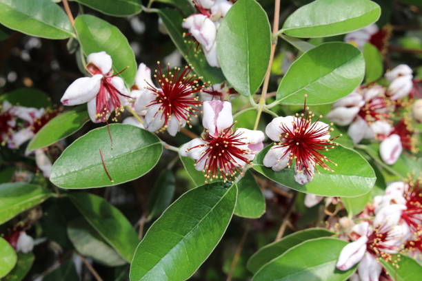 Pineapple Guava fruit flower - Acca Sellowiana stock photo