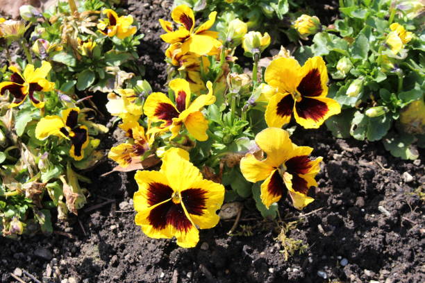 istock Pansy flowers - Viola x Wittrockiana 662117720