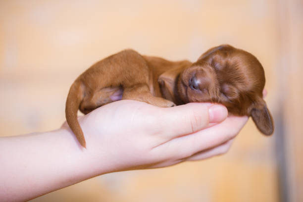 cucciolo appena nato di setter irlandese che dorme sulle mani umane - newborn animal foto e immagini stock