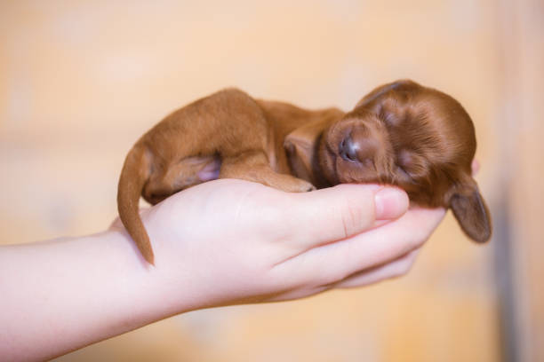 nowo narodzony szczeniak irlandzkiego setera śpiącego na ludzkich rękach - newborn animal zdjęcia i obrazy z banku zdjęć
