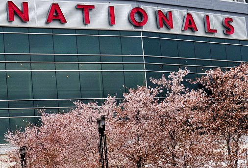 Washington, DC, United States - March 30, 2017: The famous Washington D.C. cherry blossoms outside Nationals Park, home of the Washington Nationals baseball team