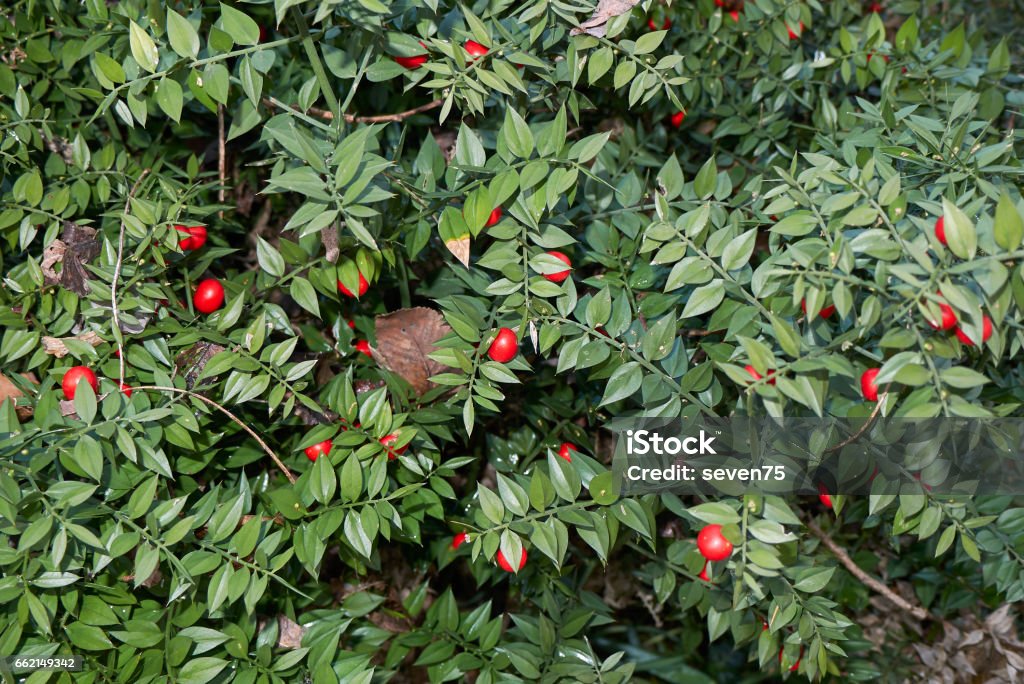 Aculeatus ruscus Ruscus aculeatus close up Butcher's Broom Stock Photo