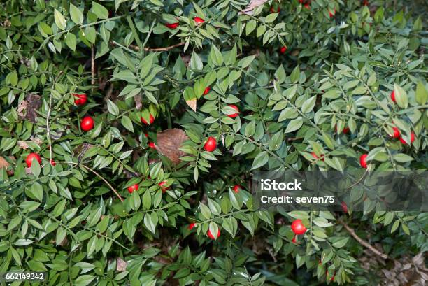 Aculeatus Ruscus Stock Photo - Download Image Now - Butcher's Broom, Asparagaceae, Berry