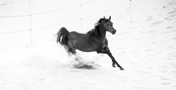 istock black arabic horse running in desert 662154032