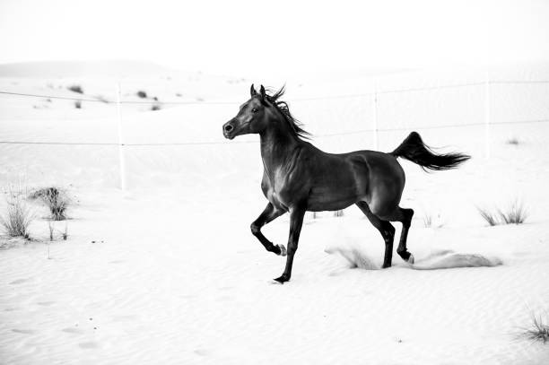 istock black arabic horse running in desert 662154034