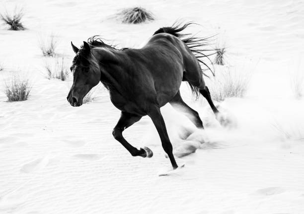 istock black arabic horse running in desert 662154036