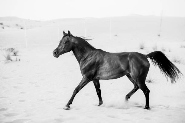 istock black arabic horse running in desert 662154052