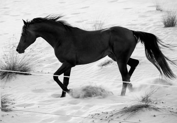 istock black arabic horse running in desert 662154054