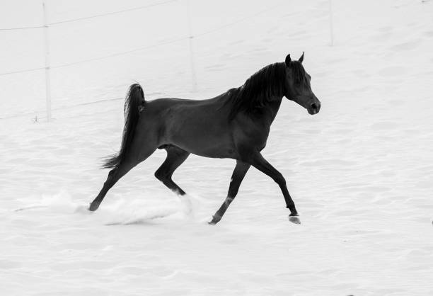 istock black arabic horse running in desert 662154068