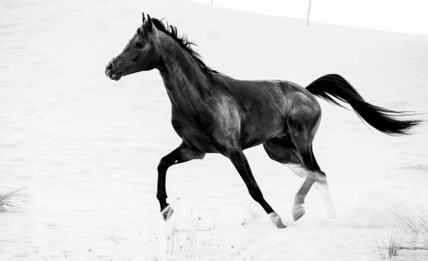 istock black arabic horse running in desert 662154070