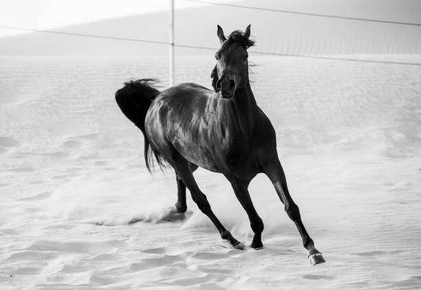 istock black arabic horse running in desert 662154072