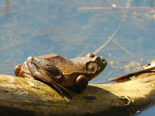 istock Reptiles and Amphibians 662155192