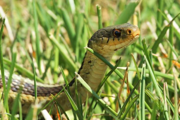 istock Reptiles and Amphibians 662155730