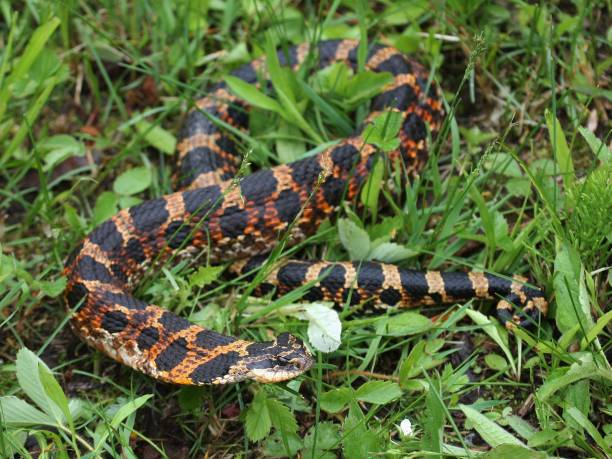 istock Reptiles and Amphibians 662158142