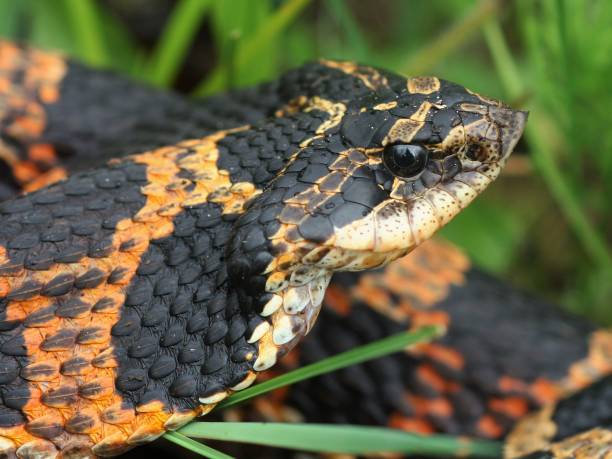istock Reptiles and Amphibians 662162412